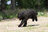 BOUVIER DES FLANDRES 020